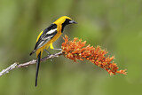Image. Hooded Oriole