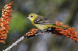 Image. Hooded Oriole