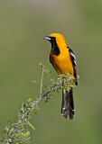 Image. Hooded Oriole