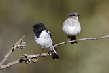 Image. Hooded Robin