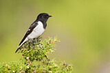 Image. Hooded Robin