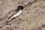 Image. Hooded Robin