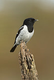 Image. Hooded Robin