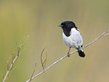 Image. Hooded Robin
