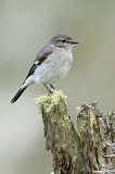 Image. Hooded Robin