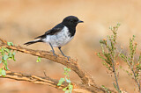 Image. Hooded Robin