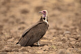 Image. Hooded Vulture