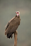 Image. Hooded Vulture