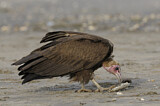 Image. Hooded Vulture