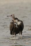 Image. Hooded Vulture