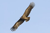 Image. Hooded Vulture