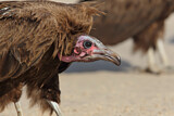 Image. Hooded Vulture