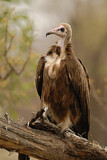 Image. Hooded Vulture