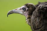 Image. Hooded Vulture