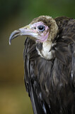 Image. Hooded Vulture