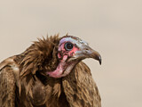 Image. Hooded Vulture