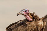 Image. Hooded Vulture