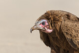 Image. Hooded Vulture