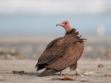 Image. Hooded Vulture