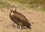Image. Hooded Vulture