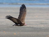 Image. Hooded Vulture