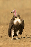 Image. Hooded Vulture