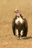 Image. Hooded Vulture