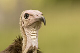 Image. Hooded Vulture