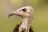 Image. Hooded Vulture