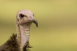 Image. Hooded Vulture
