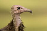 Image. Hooded Vulture