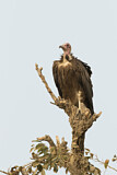 Image. Hooded Vulture