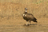 Image. Hooded Vulture