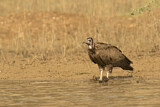 Image. Hooded Vulture