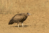 Image. Hooded Vulture