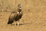 Image. Hooded Vulture