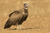Image. Hooded Vulture