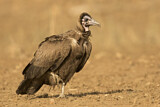 Image. Hooded Vulture