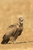 Image. Hooded Vulture