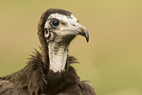 Image. Hooded Vulture