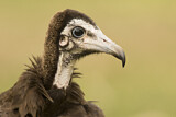 Image. Hooded Vulture
