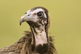 Image. Hooded Vulture