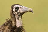 Image. Hooded Vulture
