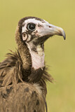 Image. Hooded Vulture