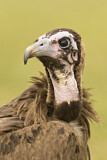 Image. Hooded Vulture