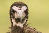 Image. Hooded Vulture