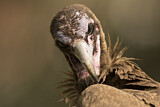 Image. Hooded Vulture
