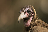 Image. Hooded Vulture