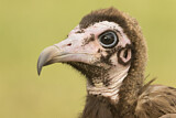 Image. Hooded Vulture