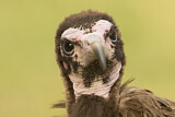 Image. Hooded Vulture